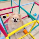 털로덮인친구들 애견유치원&애견호텔 수원시청역점 이미지