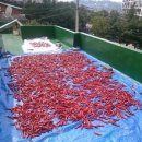 자유농장 이미지