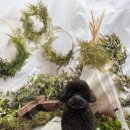 털뭉치이발소 이미지