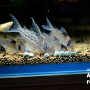 뉴라인파크 이미지