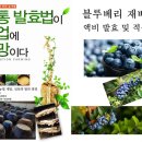 다수확. 고당도 블루베리 생산법- 동영상 이미지