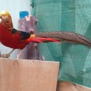 금계농장 이미지