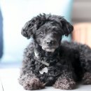 동수동물병원 이미지