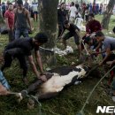 중앙흑염소농장 이미지