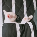 동탄동물병원 이미지