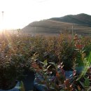 백일농장 이미지