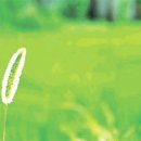 강아지풀 이미지