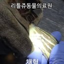 리틀쥬동물의료원 이미지