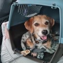 블리빵빵 이미지