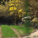 고향의 봄 이미지