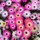 꽃을주는사람 이미지