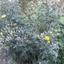 문안산 흑염소 이미지