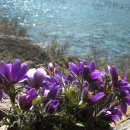 동강의 향기 이미지