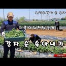 감자 순 속아내기.끼룩이의전원일기 이미지