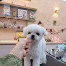 뷰티몽냥 이미지