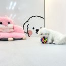 귀여몽
