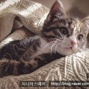 지니어스에어 이미지