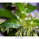 야래향 - 거제시 서문로 78-1 | 야래향