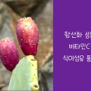 백년초
