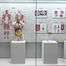 을지대학교 범석의학박물관 경기일보