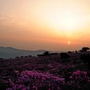 비슬산 참꽃문화제 개막 이미지