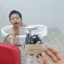 리틀램스테이 이미지