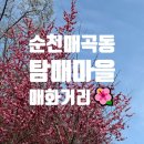 순천삼산중학교 | [순천 매곡동 탐매마을] 매화 꽃구경🌺