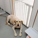 늘봄펫살롱 이미지