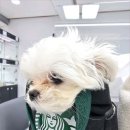 안녕펫 네이버블로그
