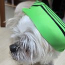 수영 일기(8) 이태리 타올 수모~도계읍민들의 웃음 허들은 높다.