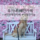 옥자네애견카페 유치원 호텔 미용 이미지