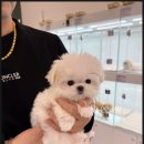 이정훈 강아지 이미지