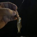 캠핑등갈비 이미지