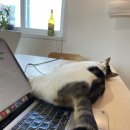(주)팔일오 네이버블로그