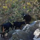 송백 흑염소 이미지