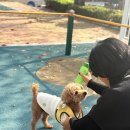 애기야 | 강아지 유산균 설사 잡고 면역력 관리 도와주는 울애기쌩쌩 고양이 급여 후기