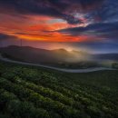 매봉산 바람의언덕 이미지