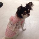 VIP Dog 이미지