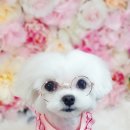 흰둥아 놀자 이미지