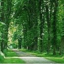 피톤치드 이미지