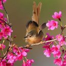 나무와 새 이미지