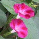 오늘의탄생화-(6월25일) 🌸 나팔꽃(Morning Glory) 이미지