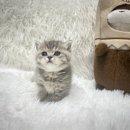 수원고양이분양 도레미캣 이미지