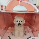 와들스 케이크 이미지