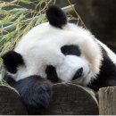 [팬더] 먹고,자고,놀고,먹고,자고해도 귀여운 팬더시여.. 이미지
