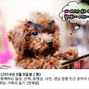 진도견나라 이미지