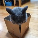 상자 안 고양이