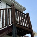 안면애견펜션프리독 이미지