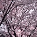 비앤코 | 임신당뇨 임당확정 올리비앤코 올리브3000 3개월 후기