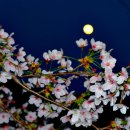 진달래와 밤벚꽃이 있는 아파트 배산(背山) 승학산에서, 그리고 백계관 이미지